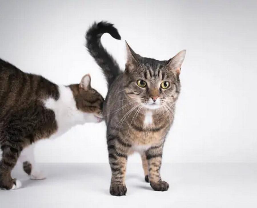 Γιατί οι γάτες μυρίζουν η μία την άλλη; Αυτοί είναι οι 6 πιθανοί λόγοι