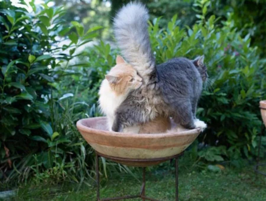 Γιατί οι γάτες μυρίζουν η μία την άλλη; Αυτοί είναι οι 6 πιθανοί λόγοι