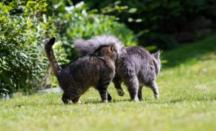Γιατί οι γάτες μυρίζουν η μία την άλλη; Αυτοί είναι οι 6 πιθανοί λόγοι