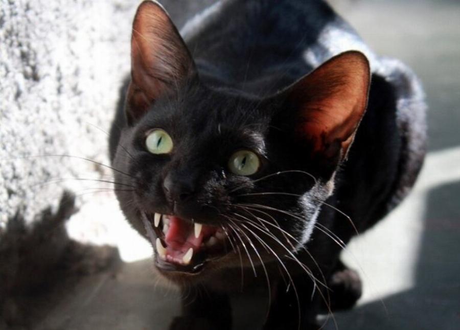 Αρέσει στις γάτες να τις σηκώνουν; Σωστός τρόπος, συμβουλές, πληροφορίες & συχνές ερωτήσεις