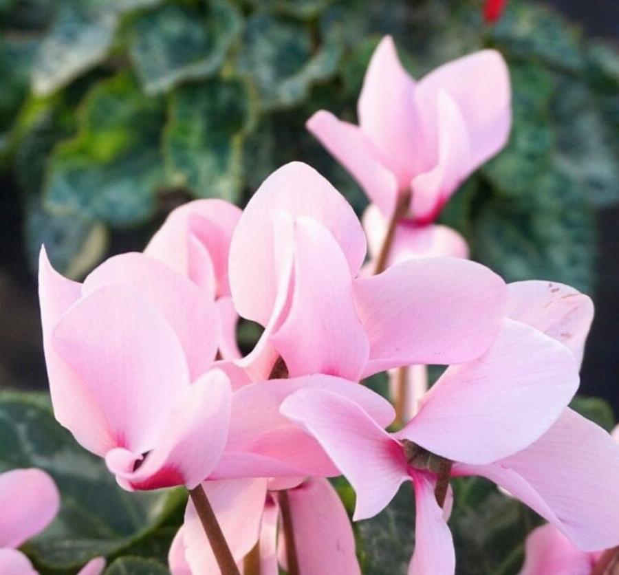 Είναι το κυκλάμινο τοξικό για τις γάτες; Κίνδυνοι & Συχνές ερωτήσεις