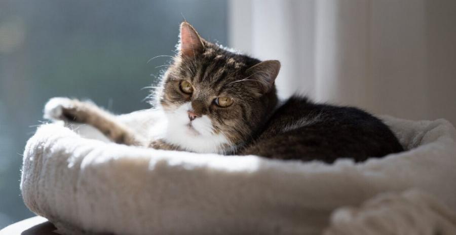 Είναι ασφαλή τα θερμαινόμενα κρεβάτια για γάτες; Οφέλη & κίνδυνοι που έχουν αξιολογηθεί από κτηνίατρο