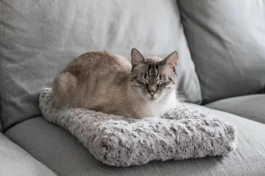 Είναι ασφαλή τα θερμαινόμενα κρεβάτια για γάτες; Οφέλη & κίνδυνοι που έχουν αξιολογηθεί από κτηνίατρο