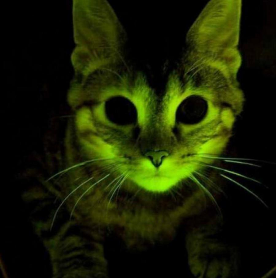 Μπορούν οι γάτες να τροποποιηθούν γενετικά; Τι αποκαλύπτει η επιστήμη;