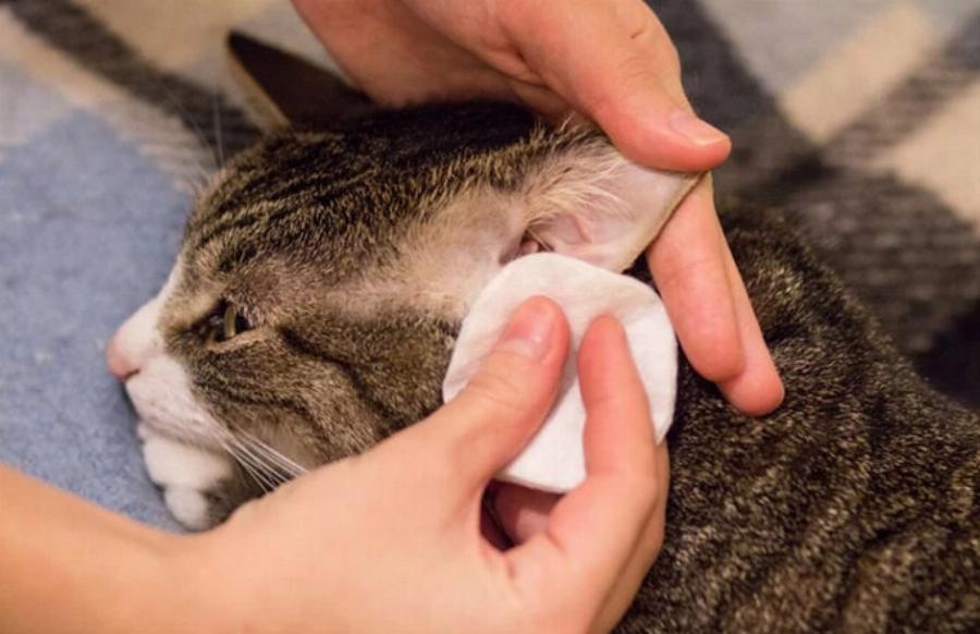 Γιατί αρέσει στις γάτες να κάθονται σε πλαστικές σακούλες; Αυτοί είναι οι 6 πιθανοί λόγοι