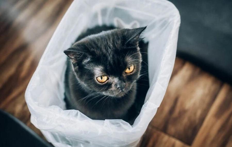 Γιατί αρέσει στις γάτες να κάθονται σε πλαστικές σακούλες; Αυτοί είναι οι 6 πιθανοί λόγοι