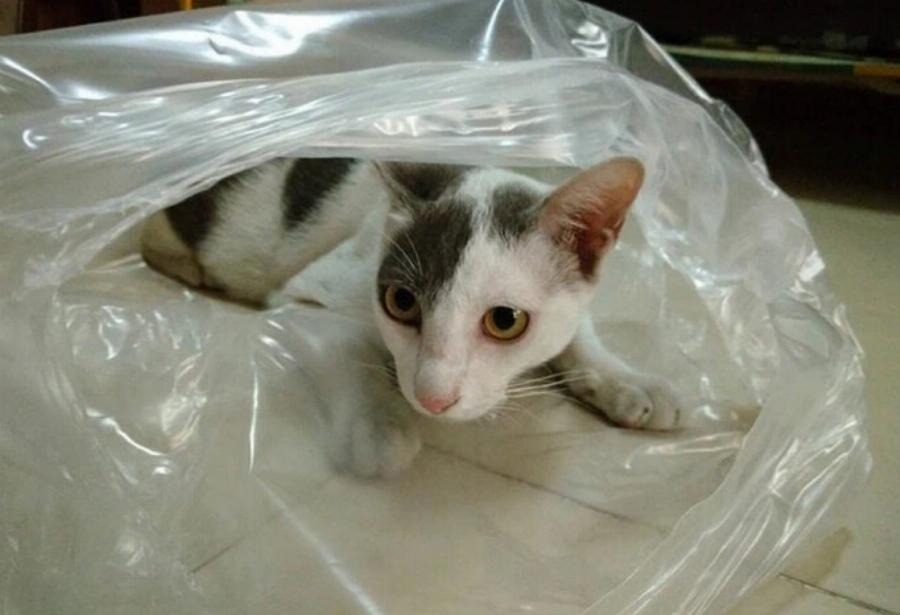 Γιατί αρέσει στις γάτες να κάθονται σε πλαστικές σακούλες; Αυτοί είναι οι 6 πιθανοί λόγοι
