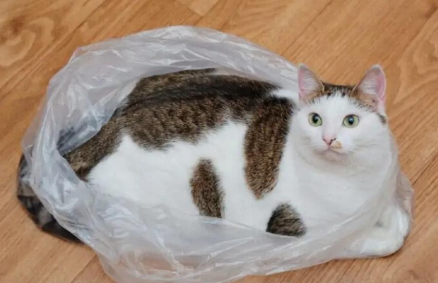 Γιατί αρέσει στις γάτες να κάθονται σε πλαστικές σακούλες; Αυτοί είναι οι 6 πιθανοί λόγοι