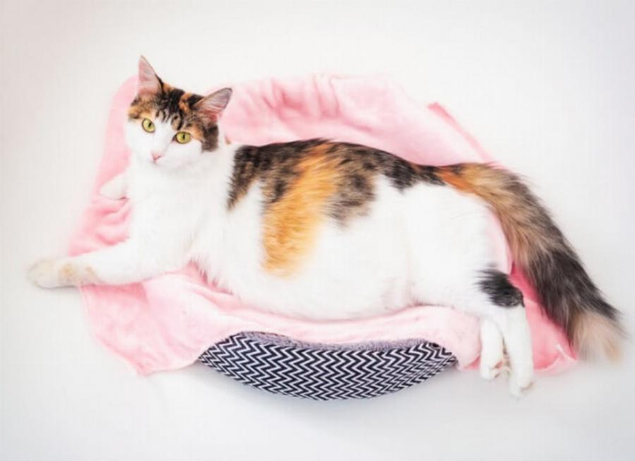 Πώς γεννούν οι γάτες; Αυτός ο οδηγός εξετάζει τα βασικά που κάθε ιδιοκτήτης πρέπει να ξέρει