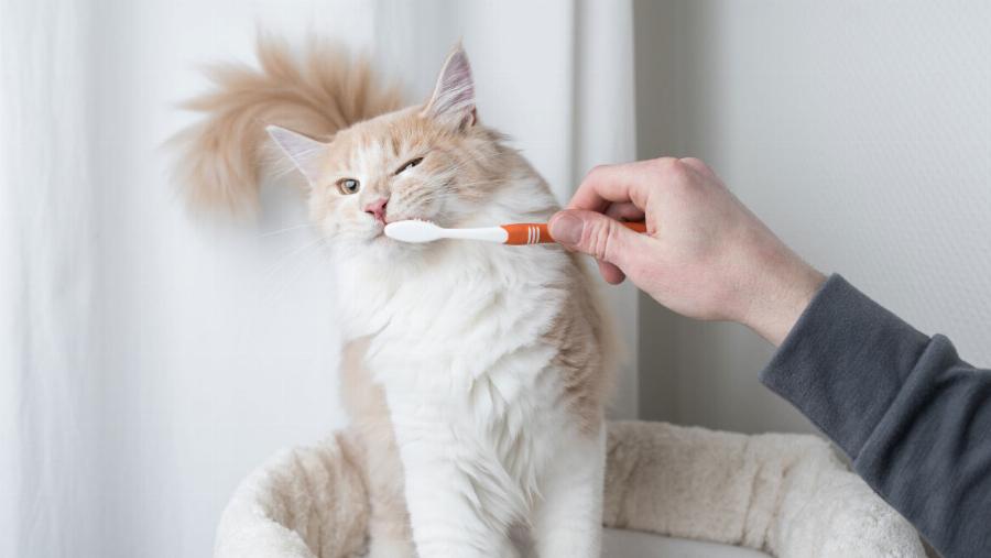 Πρέπει να βουρτσίζω τα δόντια της γάτας μου; Εγκεκριμένα από κτηνίατρο στοιχεία & συμβουλές φροντίδας