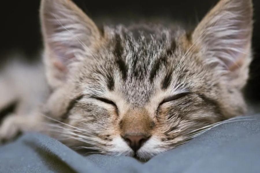 Γιατί οι γάτες προσποιούνται ότι κοιμούνται; Αυτοί είναι οι 8 συνήθεις λόγοι