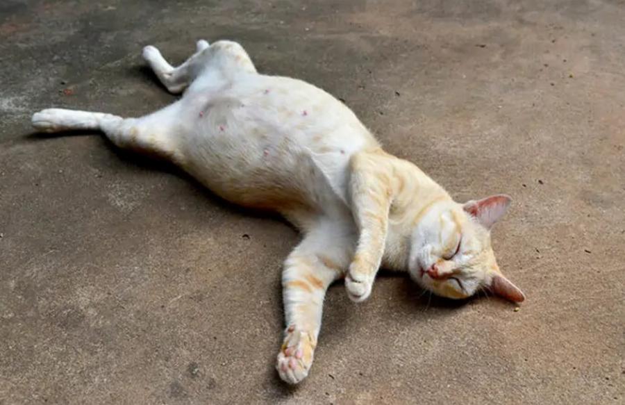 Γιατί οι γάτες προσποιούνται ότι κοιμούνται; Αυτοί είναι οι 8 συνήθεις λόγοι