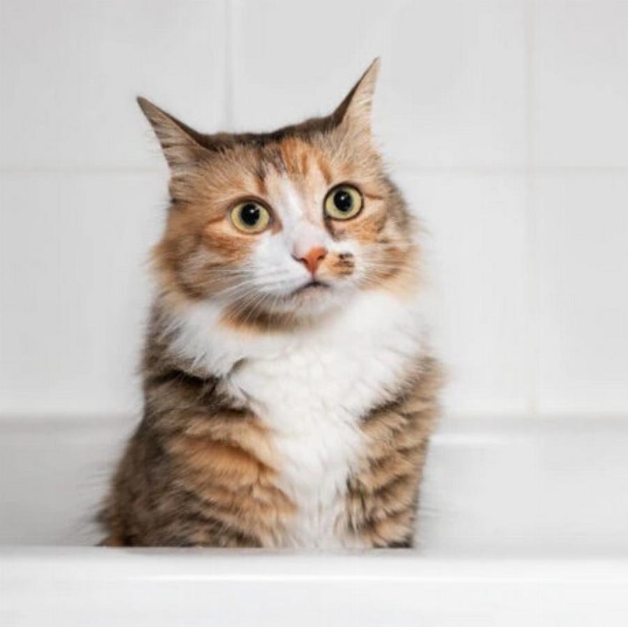 Μπορούν οι γάτες να ακούσουν καλύτερα από τους σκύλους; Εγκεκριμένες από κτηνίατρο πληροφορίες και συχνές ερωτήσεις