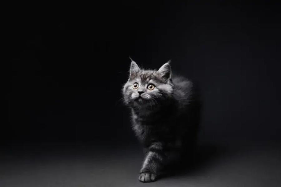 Είναι οι λευκές γάτες με μπλε μάτια κουφές; Ένας κτηνίατρός μας απαντά