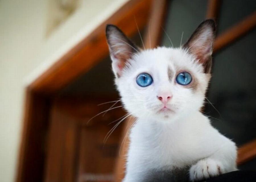 Είναι οι λευκές γάτες με μπλε μάτια κουφές; Ένας κτηνίατρός μας απαντά