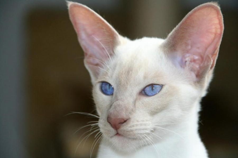 Είναι οι λευκές γάτες με μπλε μάτια κουφές; Ένας κτηνίατρός μας απαντά