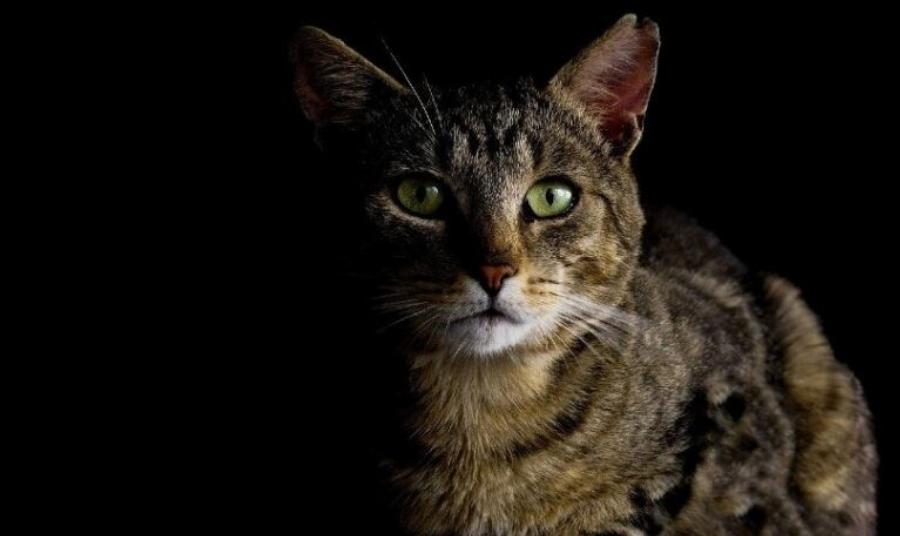 Είναι οι λευκές γάτες με μπλε μάτια κουφές; Ένας κτηνίατρός μας απαντά