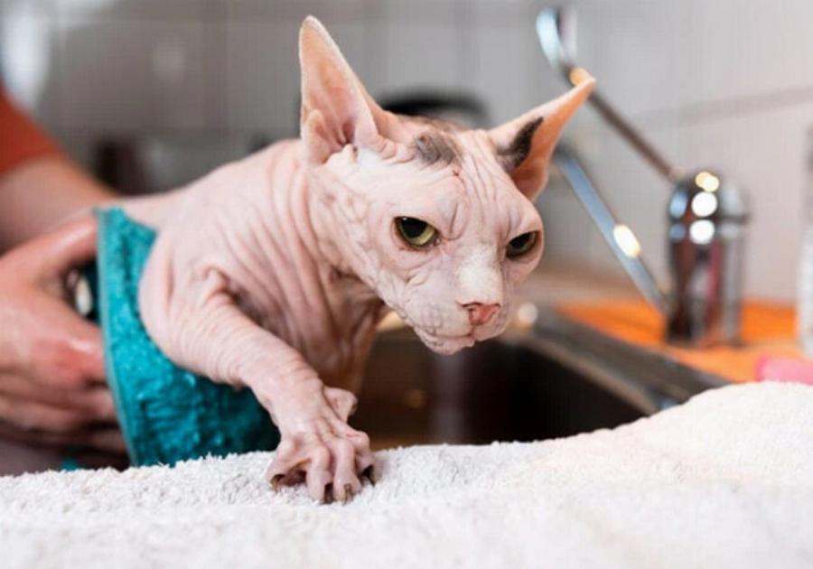 Πόσο άσχημα μυρίζουν οι γάτες Sphynx; 6 πιθανές αιτίες & Συχνές ερωτήσεις