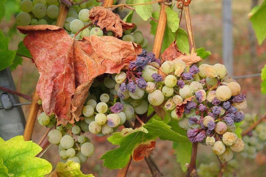 Μπορούν οι γάτες να φάνε σταφίδες; Εγκεκριμένες από κτηνίατρο πληροφορίες & Συχνές ερωτήσεις