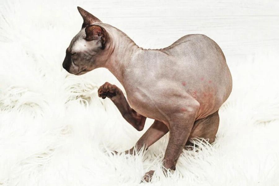 Πόσο άσχημα μυρίζουν οι γάτες Sphynx; 6 πιθανές αιτίες & Συχνές ερωτήσεις