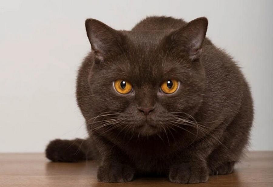 Είναι σπάνιες οι καφέ γάτες; Πληροφορίες γενετικής χρώματος αιλουροειδών