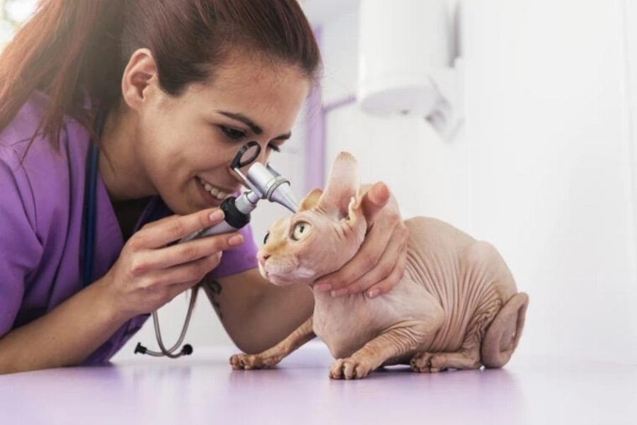 Πόσο άσχημα μυρίζουν οι γάτες Sphynx; 6 πιθανές αιτίες & Συχνές ερωτήσεις