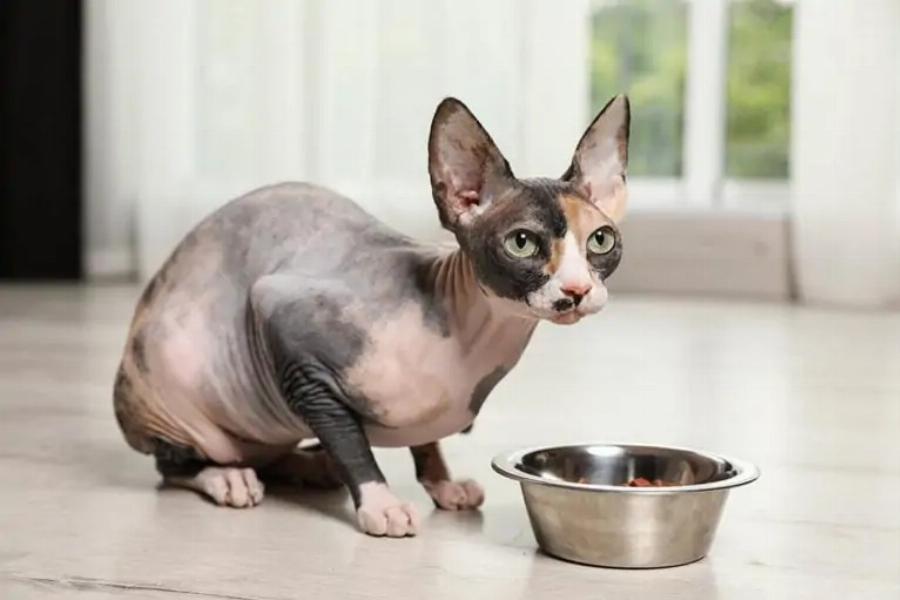 Πόσο άσχημα μυρίζουν οι γάτες Sphynx; 6 πιθανές αιτίες & Συχνές ερωτήσεις