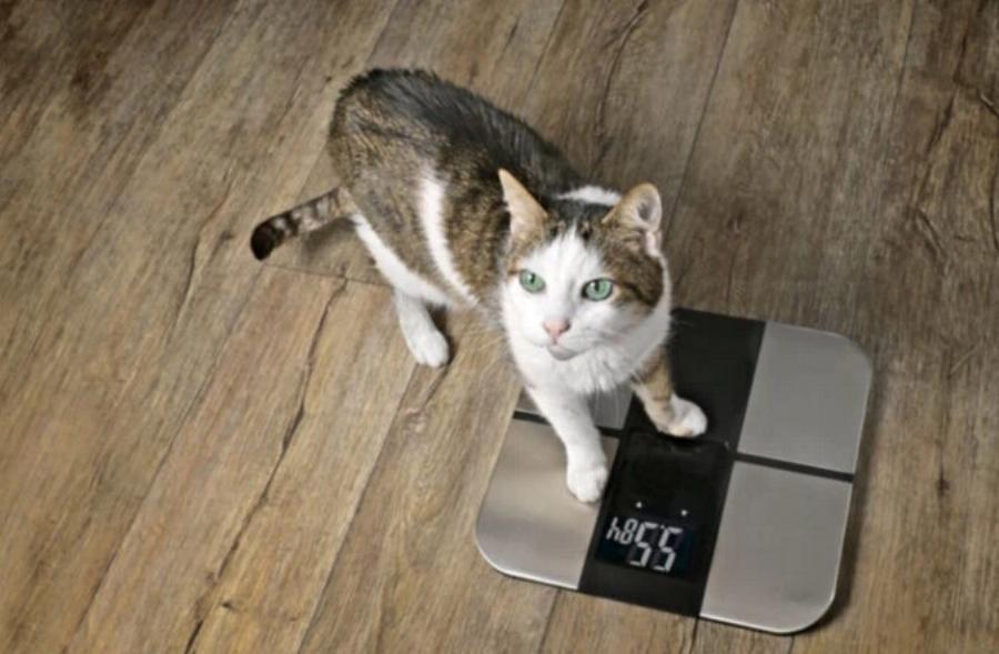 Γιατί οι γάτες είναι υπέροχα κατοικίδια: 10 λόγοι για έναν γατίσιο σύντροφο