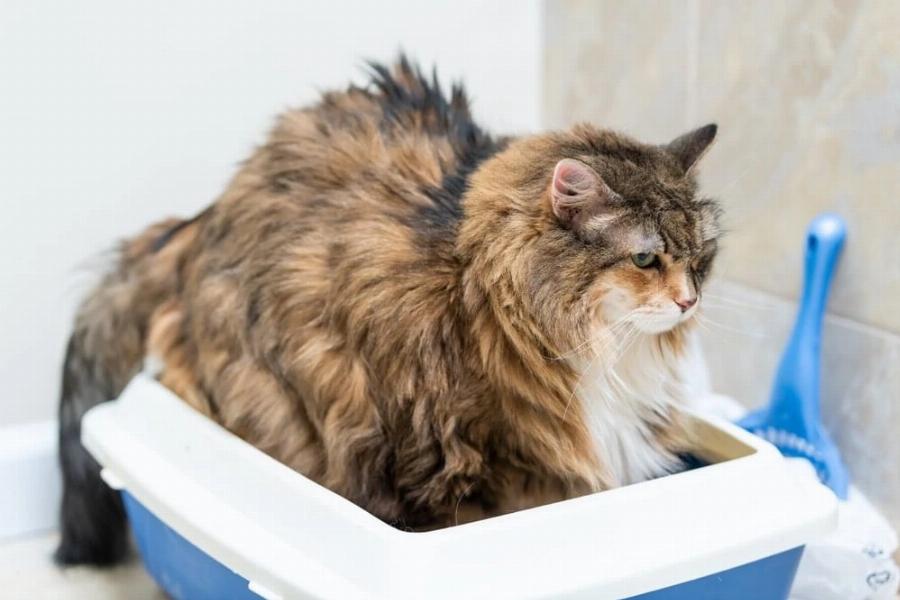 Είναι οι γάτες Maine Coon υποαλλεργικές; Εγκεκριμένες από κτηνίατρο πληροφορίες για τις αλλεργίες