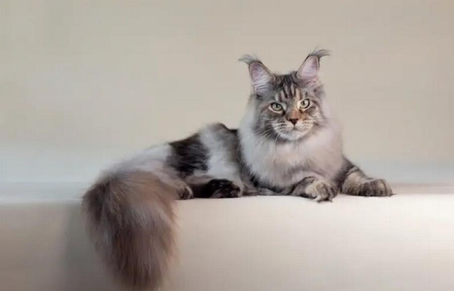 Είναι οι γάτες Maine Coon υποαλλεργικές; Εγκεκριμένες από κτηνίατρο πληροφορίες για τις αλλεργίες