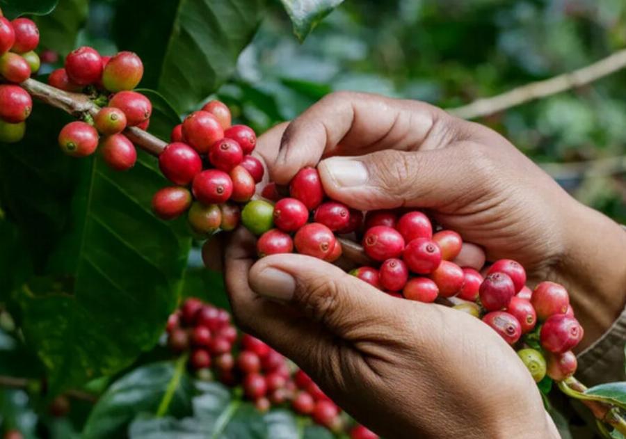 Είναι το καφεόδεντρο τοξικό για τις γάτες; Εγκεκριμένες από κτηνίατρο πληροφορίες & συχνές ερωτήσεις