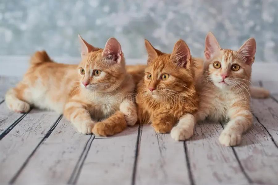 American Bobtail: Η γάτα που θα ήθελες να υιοθετήσεις αμέσως