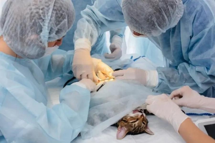 Πόσο καιρό χρειάζονται οι γάτες για να αναρρώσουν από τη στείρωση; Kτηνίατρός μας εξηγεί