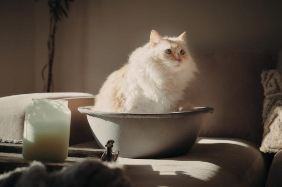 Μαδάνε όλες οι γάτες; Εγκεκριμένες πληροφορίες από κτηνίατρο & Συχνές ερωτήσεις