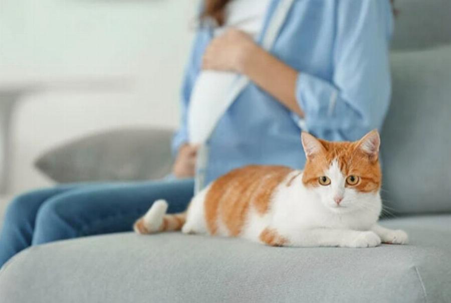 Υπάρχει πιθανότητα οι γάτες να επιτίθενται σε έγκυες γυναίκες: 5 λόγοι & τι να κάνετε γι’ αυτό