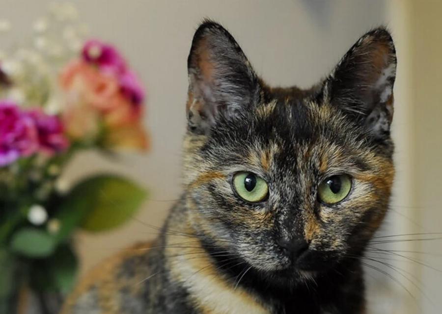 Συμπεριφορά γάτας: Η γάτα μου με ακολουθεί παντού- είναι φυσιολογικό αυτό;