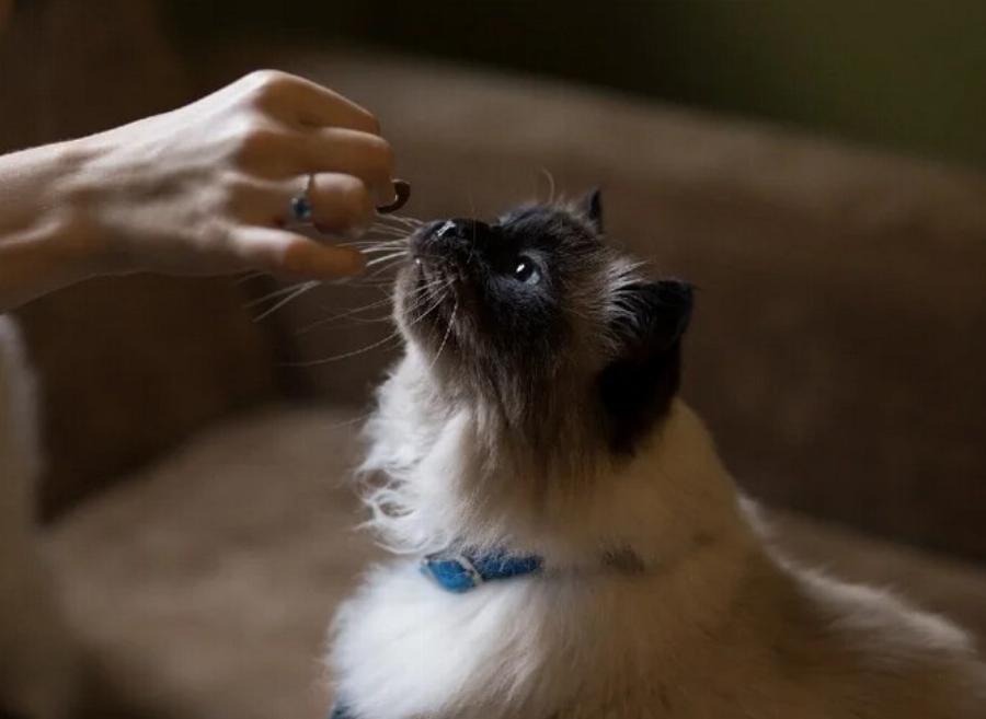 Συμπεριφορά γάτας: Η γάτα μου με ακολουθεί παντού- είναι φυσιολογικό αυτό;