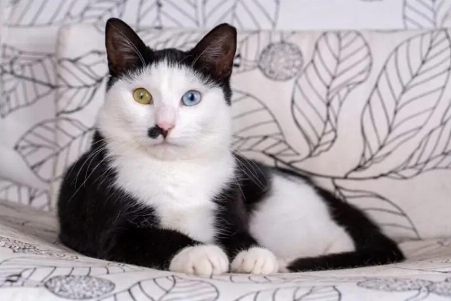 Είναι οι γάτες Tuxedo επιθετικές; Πληροφορίες & κοινή συμπεριφορά
