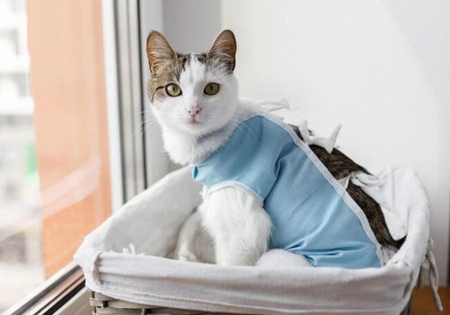 Από πόσο μακριά μπορούν οι γάτες να αντιληφθούν τα θηλυκά σε οίστρο; Πληροφορίες που έχουν αξιολογηθεί από κτηνίατρο