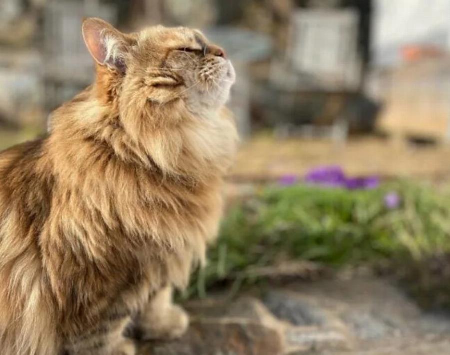 Από πόσο μακριά μπορούν οι γάτες να αντιληφθούν τα θηλυκά σε οίστρο; Πληροφορίες που έχουν αξιολογηθεί από κτηνίατρο