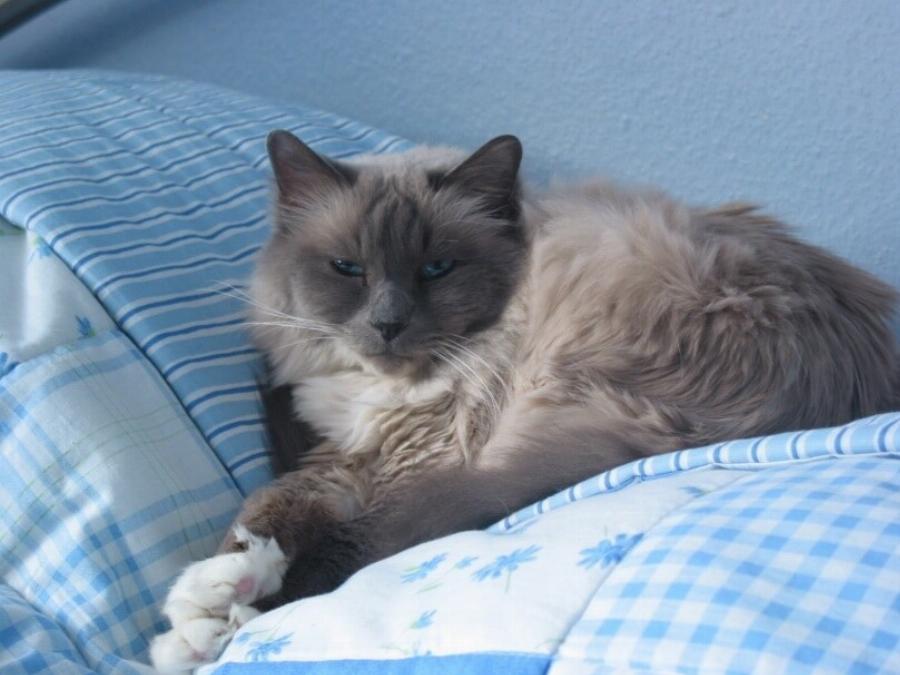 Μπορούν οι γάτες να φάνε μοσχοκάρυδο; Πληροφορίες & Συχνές Ερωτήσεις