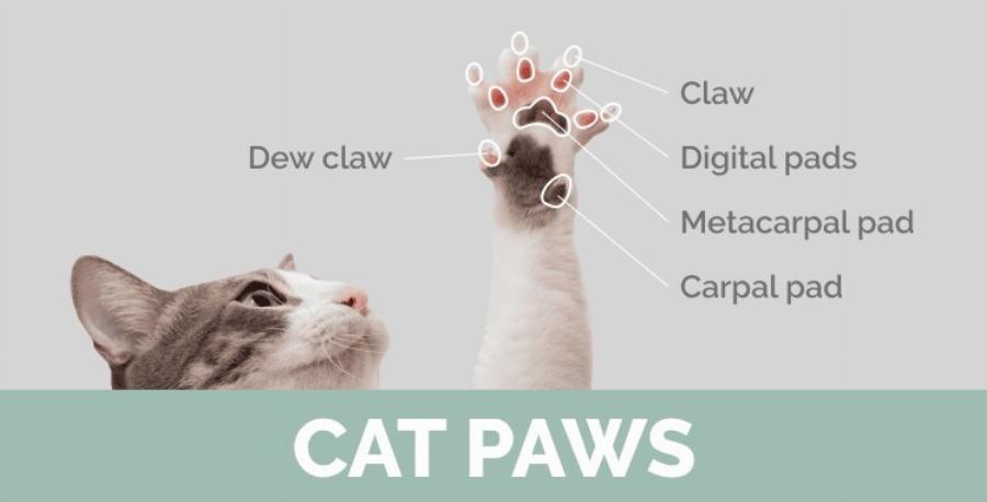 Βασικά στοιχεία ανατομίας γάτας: 9 βασικά μέρη του σώματος των αιλουροειδών