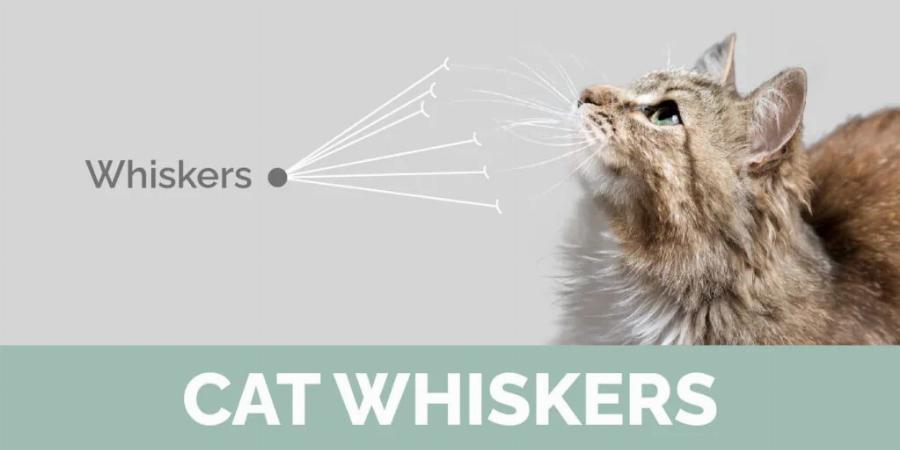 Βασικά στοιχεία ανατομίας γάτας: 9 βασικά μέρη του σώματος των αιλουροειδών