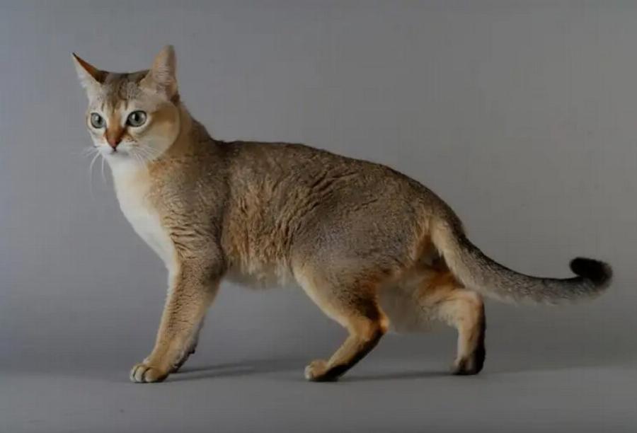 Βασικά στοιχεία ανατομίας γάτας: 9 βασικά μέρη του σώματος των αιλουροειδών