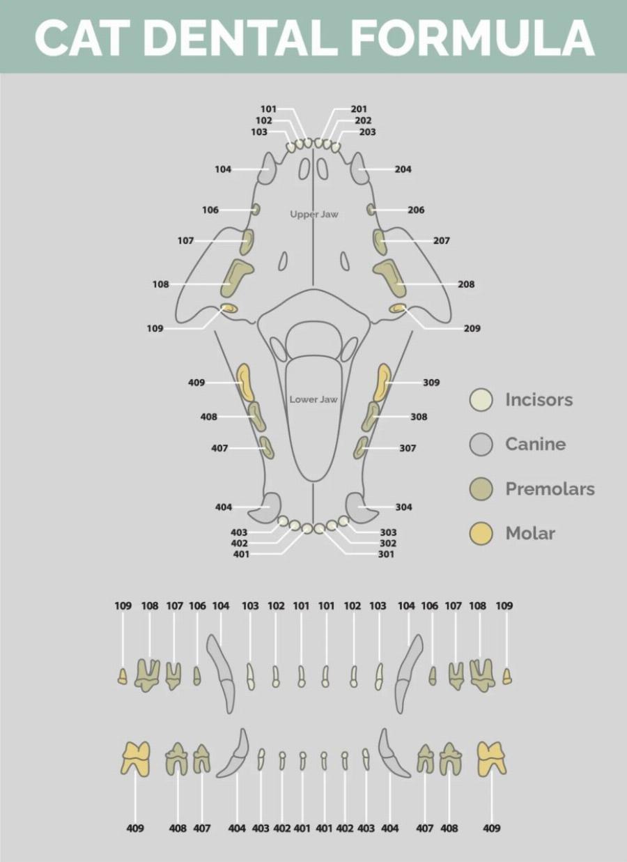 Βασικά στοιχεία ανατομίας γάτας: 9 βασικά μέρη του σώματος των αιλουροειδών