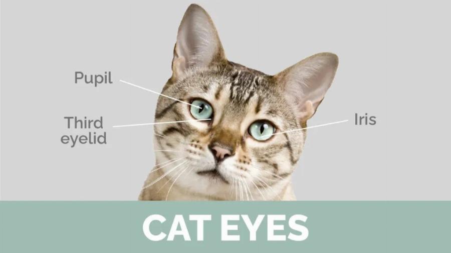 Βασικά στοιχεία ανατομίας γάτας: 9 βασικά μέρη του σώματος των αιλουροειδών