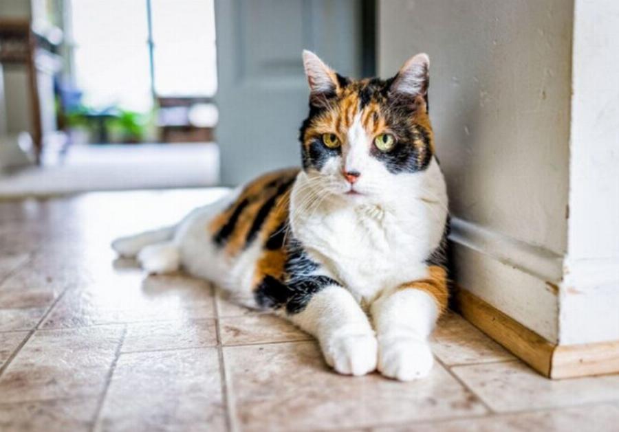 Είναι σπάνιες οι γάτες Calico; – Τι λέει η επιστήμη