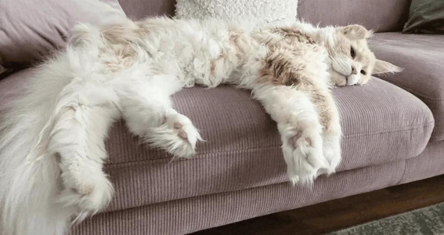 Οι 10 μεγαλύτερες γάτες Maine Coon (με εικόνες)