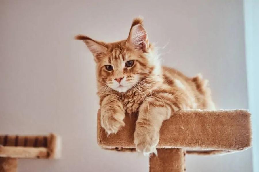 Οι 10 μεγαλύτερες γάτες Maine Coon (με εικόνες)