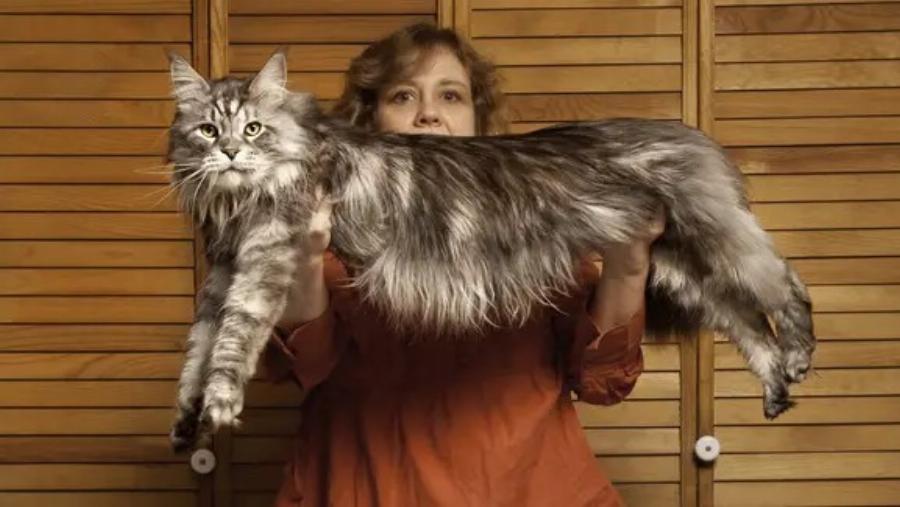 Οι 10 μεγαλύτερες γάτες Maine Coon (με εικόνες)